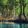 Sabana de la Mar: Los Haitises Guided Hike and Kayaking - Afbeelding 2