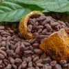 Punta Cana: Higuey, Coffee and Cocoa Tasting Tour with Lunch – Image 14