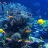 Punta Cana or La Romana: Catalina Island Tour and Snorkeling - Image 4