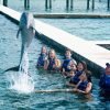 Swim with Dolphins in Punta Cana - immagine 5