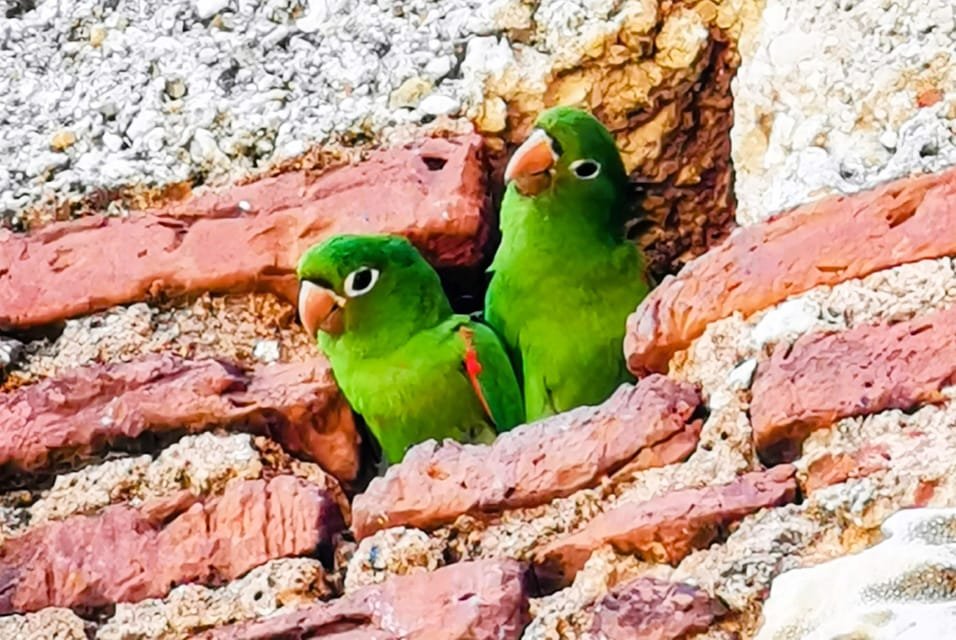 From Puerto Plata: Santo Domingo Complete Visit 8 From Puerto Plata: Santo Domingo Complete Visit - Billede 8