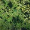 Sabana de la Mar: Los Haitises Guided Hike and Kayaking - Afbeelding 7