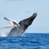 From Punta Cana: Whale Watching and Montana Redonda Tour - Afbeelding 11