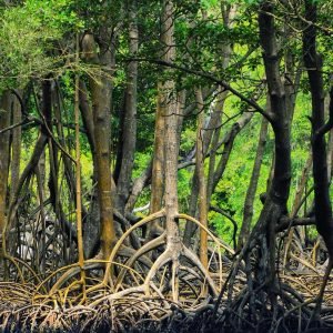 Miches: Los Haitises, Transfer, Walking & Boat tour.