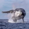 Excursión desde Miches: Avistamiento de Ballenas, Cascada El Limón y Cayo Levantado - Image 5