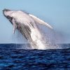 Excursión desde Miches: Avistamiento de Ballenas, Cascada El Limón y Cayo Levantado - Image 4