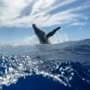 Whale Watching and Cayo Levantado Tour: A Perfect Tropical Getaway - Image 18