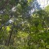 Los Haitises Rainforest Adventure - Image 7
